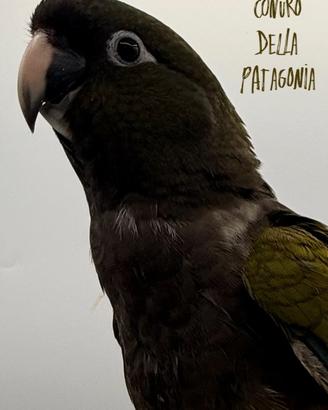 Pappagalli Conuro della Patagonia allevati a mano