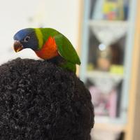 Pappagallo maschio Lori Arcobaleno ALLEVATO A MANO