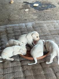 Cuccioli dogo argentino