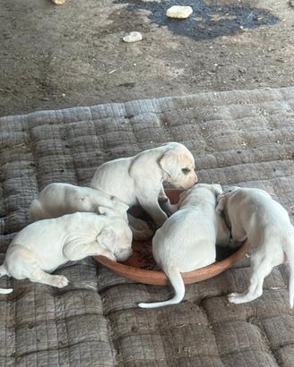 Cuccioli dogo argentino
