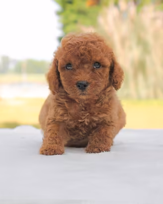 Cucciolo di Barboncino