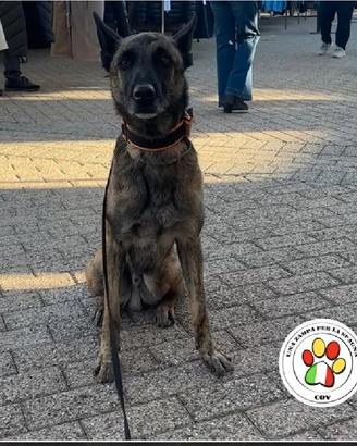 DUMBO splendido Malinois