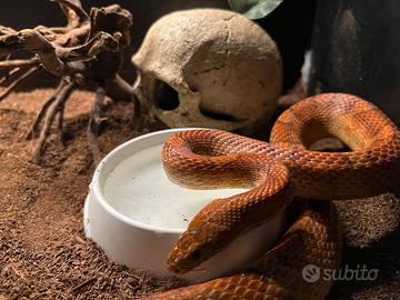 Pantherophis guttatus "Serpente del grano"