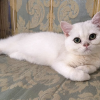 Cucciolo Scottish silver con pedigree