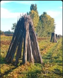 Canne di Bambu'