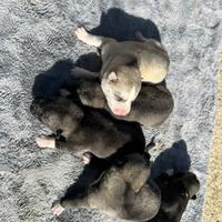 Siberian Husky Enci Pedigree disponibili