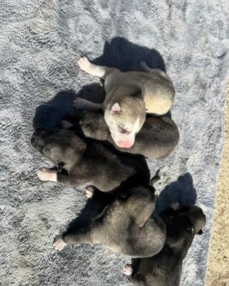 Siberian Husky Enci Pedigree disponibili