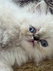 Gattine persiane
