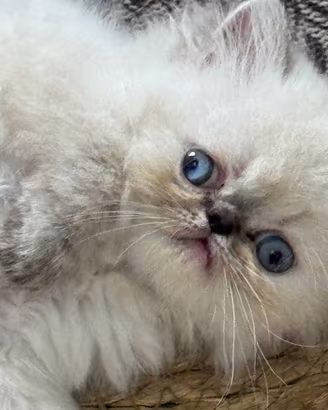 Gattine persiane