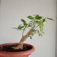 prebonsai 