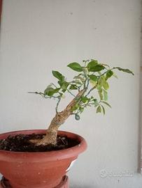 prebonsai 