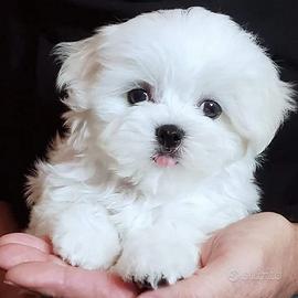 Cuccioli di maltese piccolini