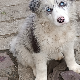 Cucciola Border collie pedigree ENCI