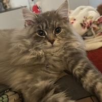 Gattina Gatto Siberiano