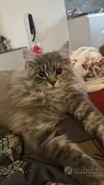 Gattina Gatto Siberiano