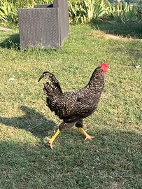 Gallo Olive Egger di 11 mesi