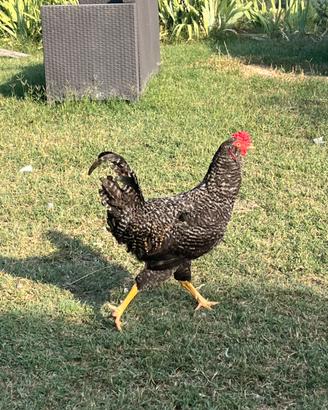 Gallo Olive Egger di 11 mesi