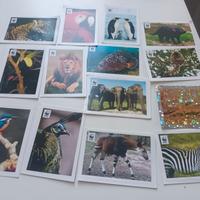 100 Figurine Animali ALBUM del WWF