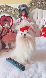 Maltese coreano