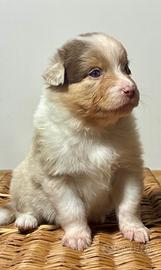 Pastore australiano Australiano shepherd aussie