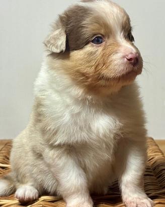 Pastore australiano Australiano shepherd aussie