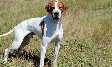 Pointer Inglese Campione italiano