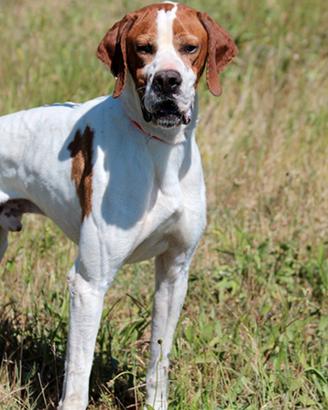 Pointer Inglese Campione italiano