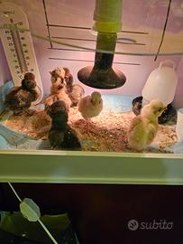 Pulcini di razza padovana