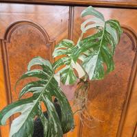 Monstera Deliciosa Variegata 