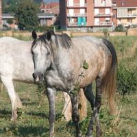 Cavallo