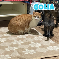 Golia gatto biancorosso di 7 anni