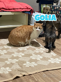 Golia gatto biancorosso di 7 anni