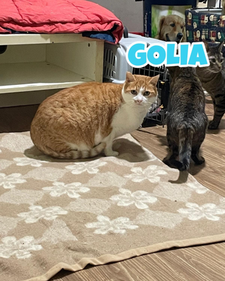 Golia gatto biancorosso di 7 anni