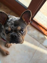 Bull dog francese
