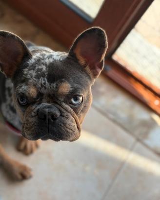 Bull dog francese