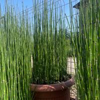 Piante in vaso  Equisetum