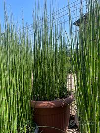 Piante in vaso  Equisetum