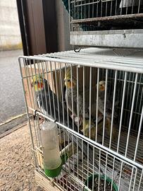 Pappagalli calopsite