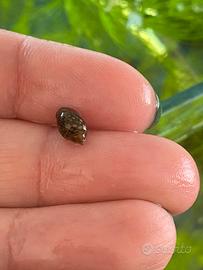 Lumache rosse acqua dolce