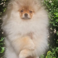 Spitz nano di pomerania