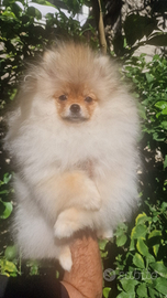 Spitz nano di pomerania
