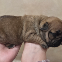 Bull dog francese