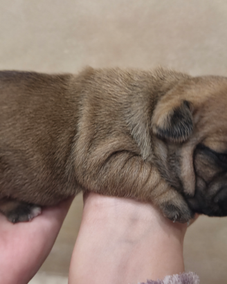 Bull dog francese
