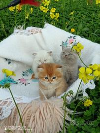 British shorthair cuccioli con pedigree wcf