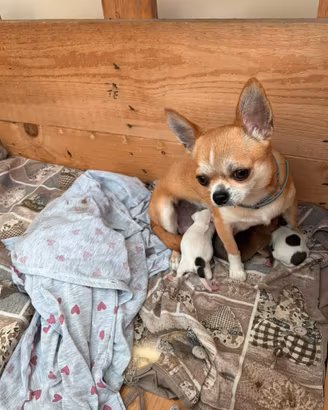 Splendidi cuccioli Chihuahua Toy in quel di Vasto