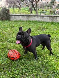 Buldog francese nero disponibile per monta