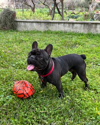 Buldog francese nero disponibile per monta