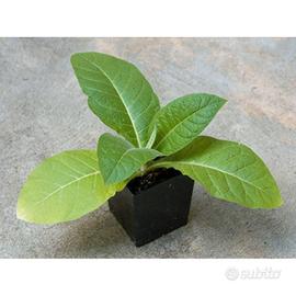 piante aloe e tabacco