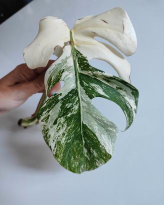 talea F di Monstera albo variegata