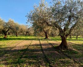 Terreno Agricolo Poggio Imperiale